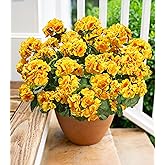 Fake Geraniums Artificial Flowers for Outdoors Winter Decoration, 6 Bundles Silk Geraniums UV Resistant Look Real Yellow Faux Flowers Plants for Front Door Garden Planter Patio Balcony Yard Home