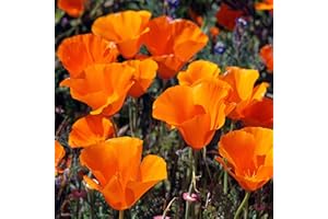 Outsidepride 5000 Seeds Perennial Eschscholzia Californica California Poppy Native Garden Wild Flower Seed