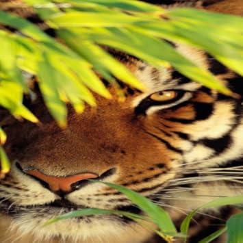 Amazoncom Wild Animals Wallpapers Appstore For Android