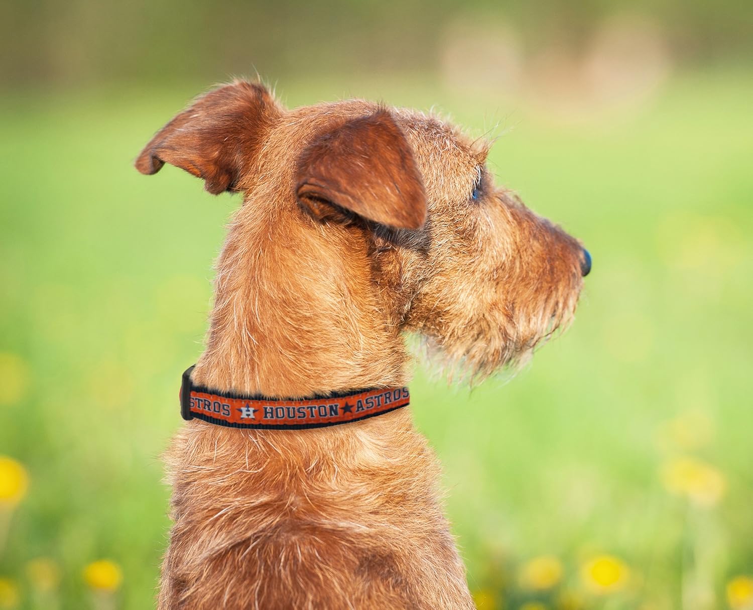 astros dog collar