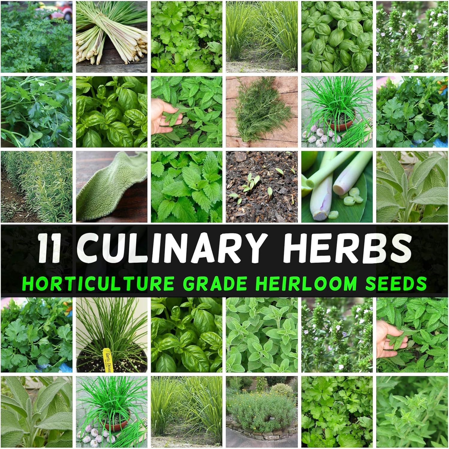 Herb Seeds Mint Parsley Chives Dill Basil Coriander Sage Thyme Tarragon