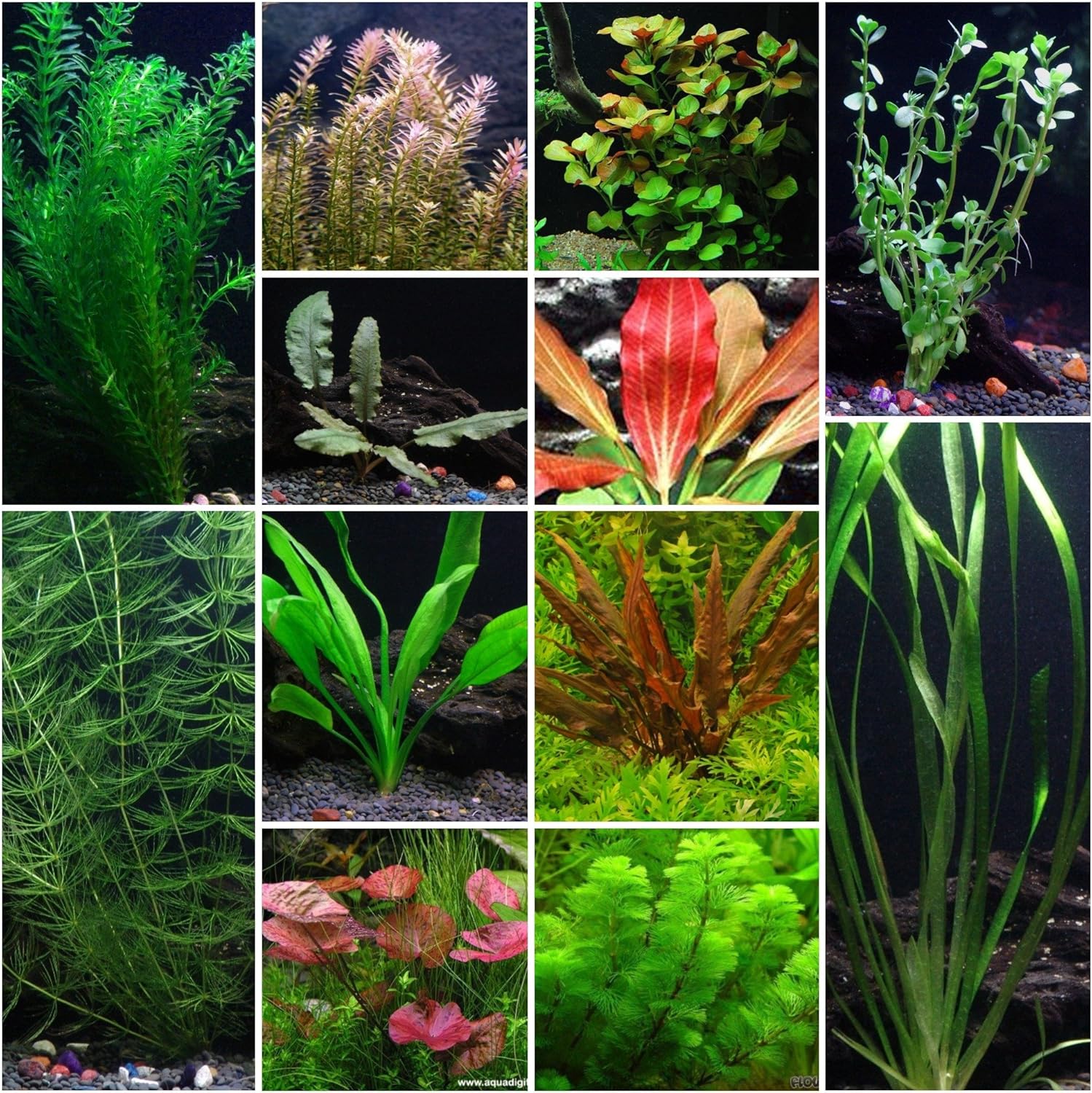 Aquarium Plants Name List