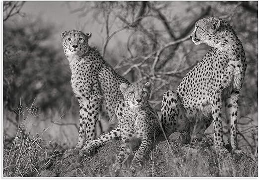 Amazon Com Cheetah Wall Art Three Cats By Jaco Marx African