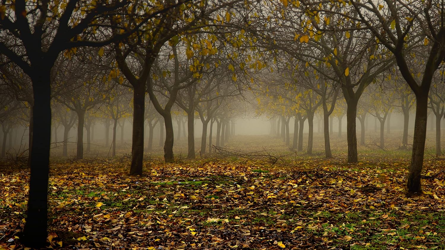 Misty Morning Orchard in Autumn Fog Fine Art Photo Wall Art