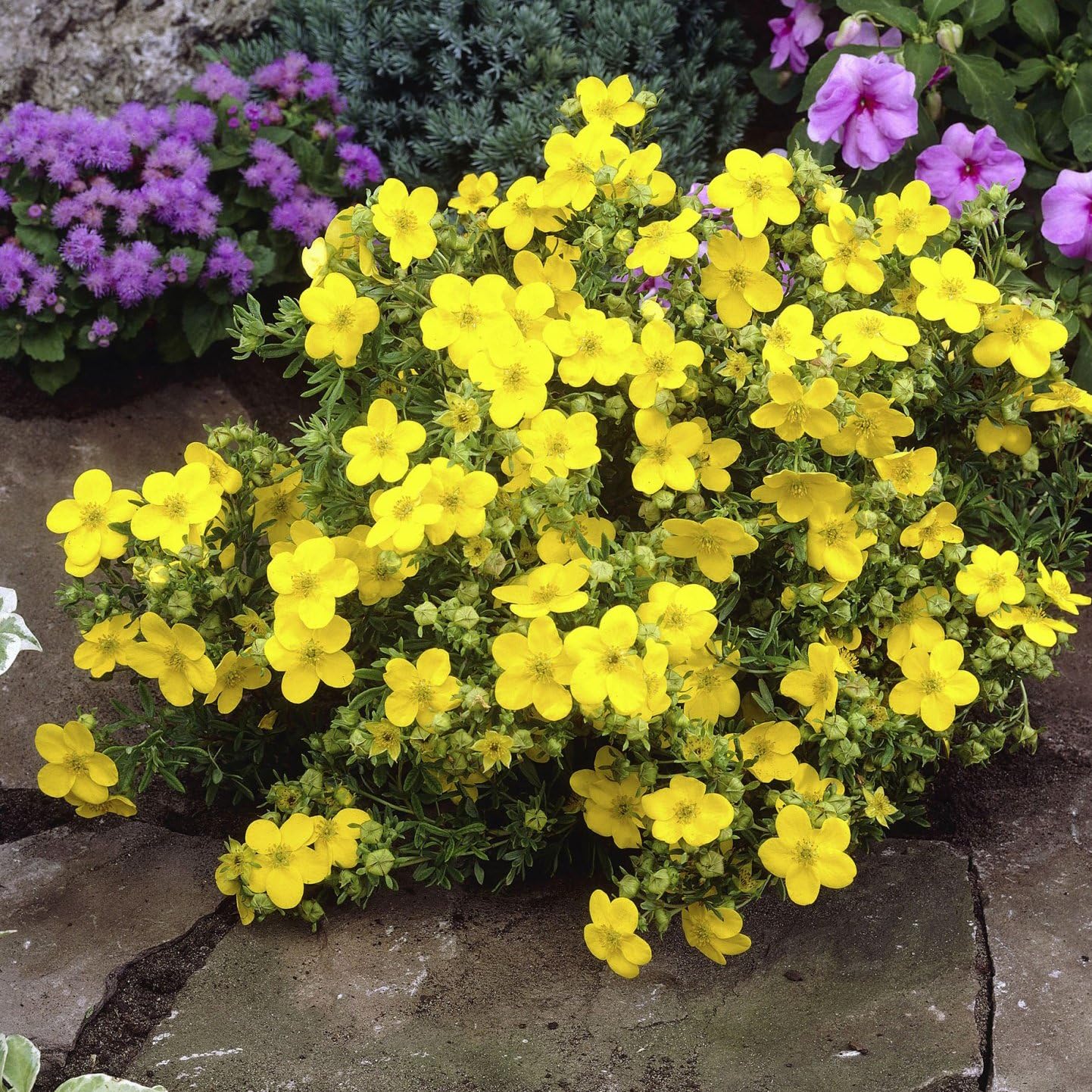 Лопчатка Желтая фото 11