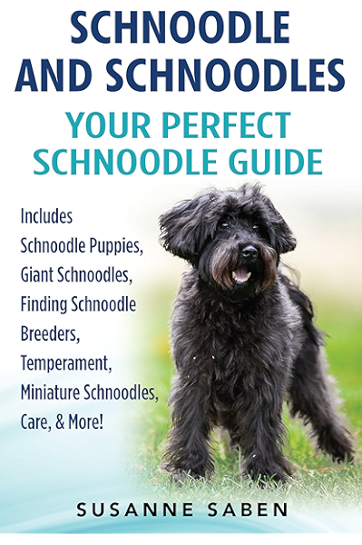mini schnoodle breeders