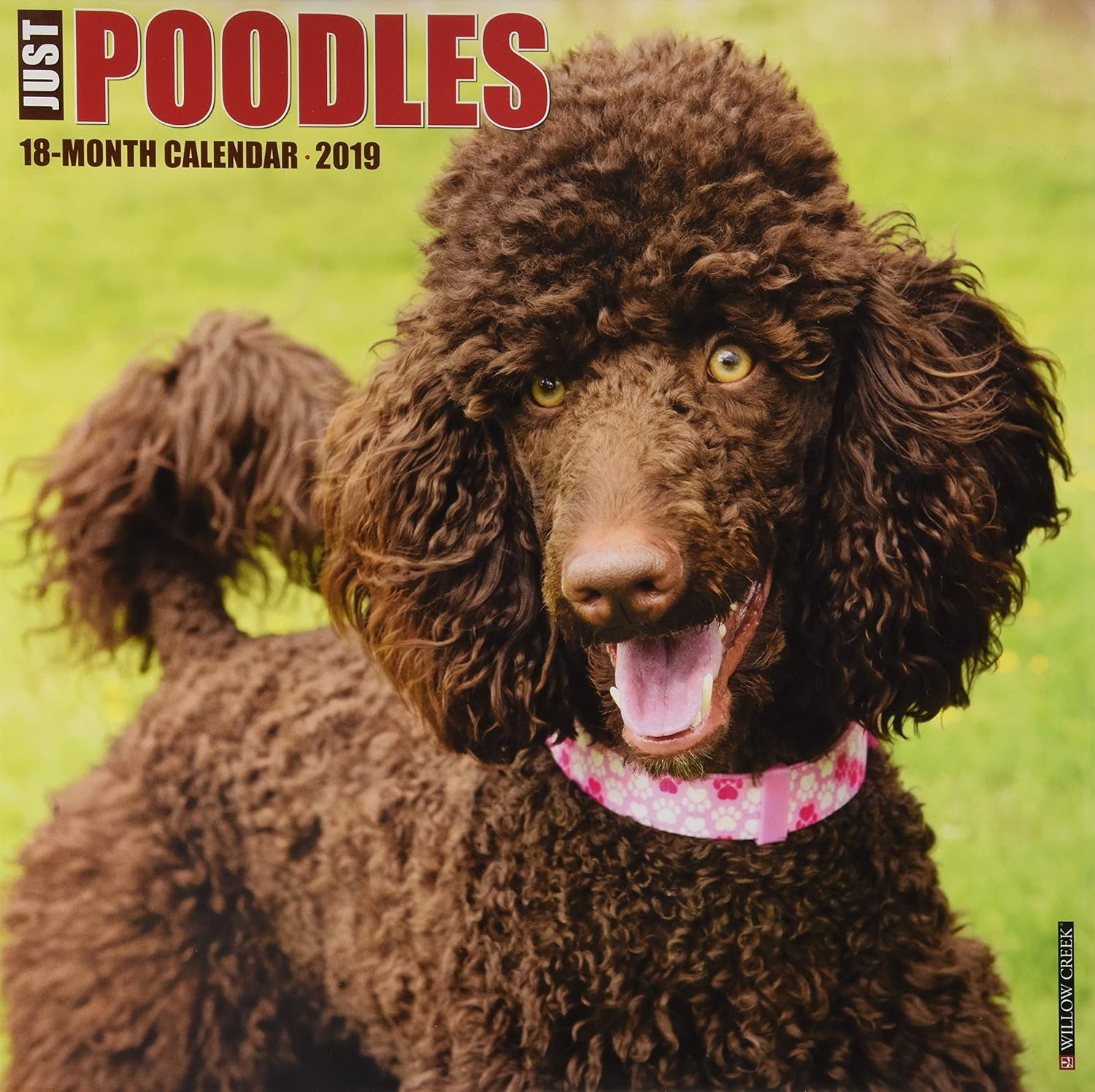 Poodle Traits Uk