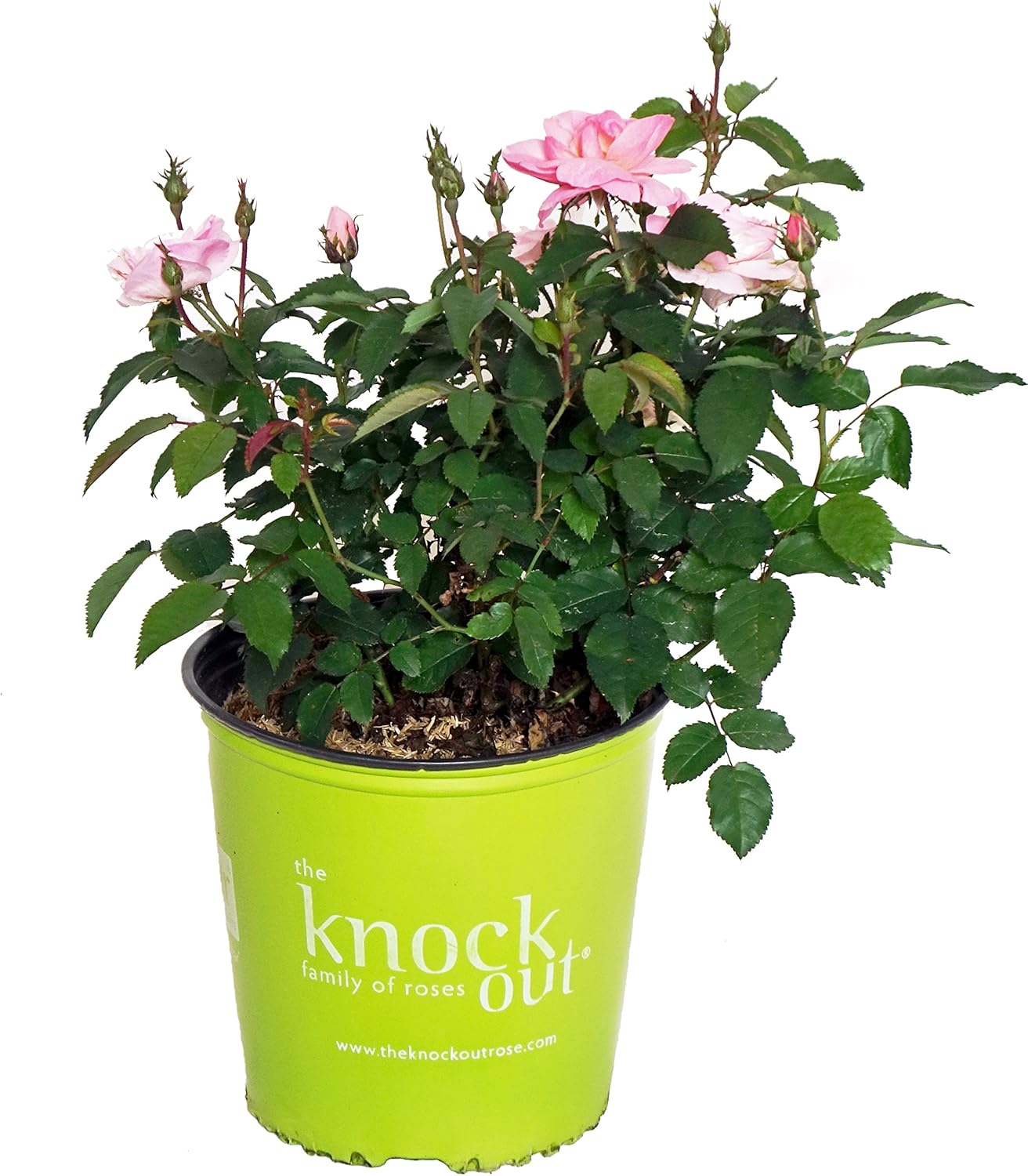 Knock Out Roses Rosa Peachy Knock Out (Rose) Rose, peach