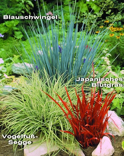 Bunte Ziergräser. 3er Set bestehend aus: 1 Staude Japanisches Blutgras