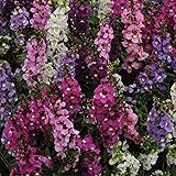 Outsidepride 15 Seeds Perennial Angelonia Serenita