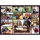 Better Me Dachshund Dogs Jigsaw Puzzle for Dachshund Lover, Doxie Dad & Doxie Mama, Fun Dog Puzzle for Dachshund Jigsaw Puzzl
