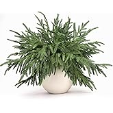 AMORISE Norfolk Pine Stems, 12 Pcs 18" Real Touch Artificial Pine Branches, Tabletop Droopy Greenery Stems, Faux Cedar Picks for Vase, Garland Accessories, Holiday Winter Decor for Home Indoor, FF08