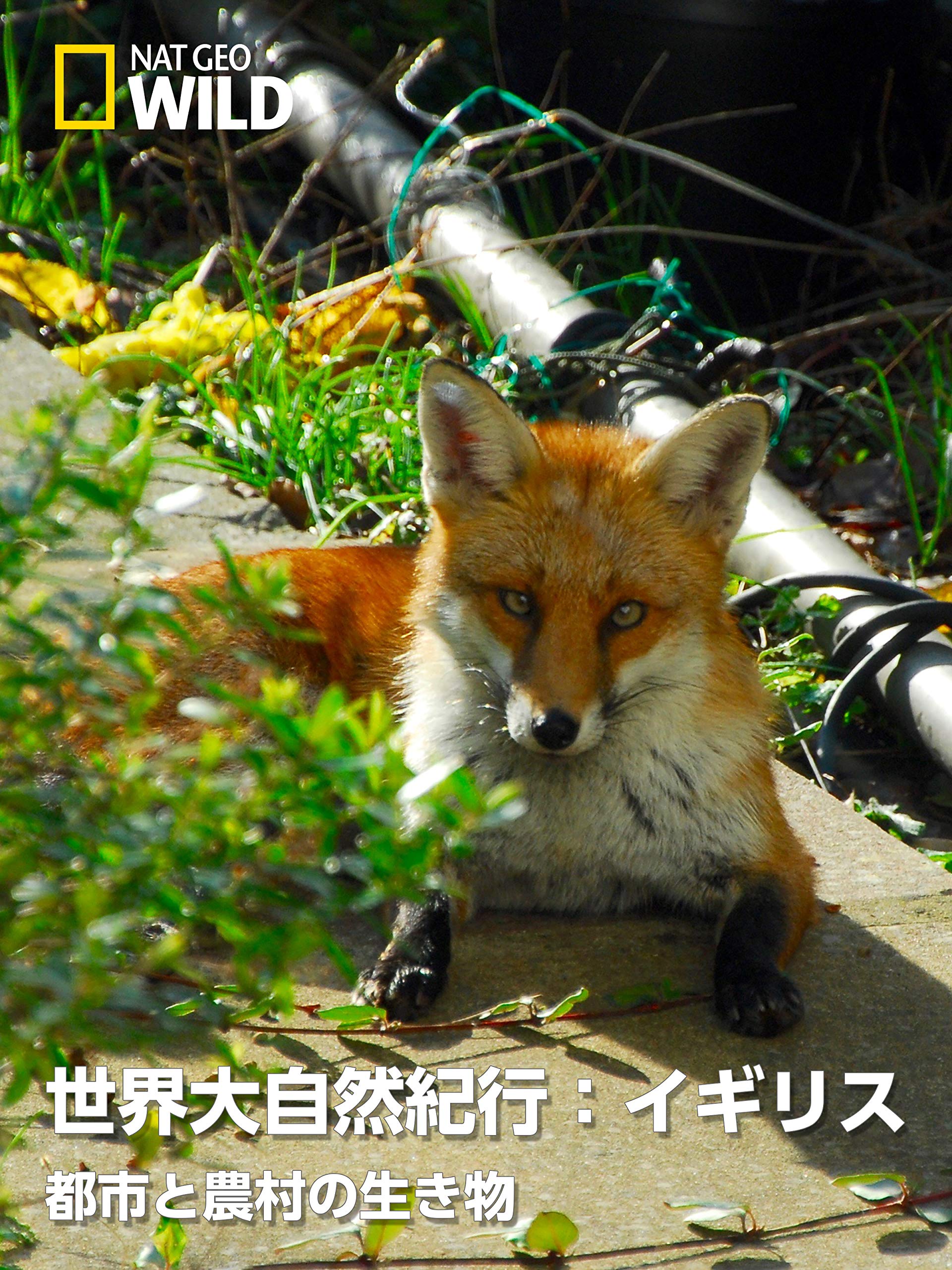 Amazon Co Jp 世界大自然紀行 イギリス 都市と農村の生き物を観る Prime Video