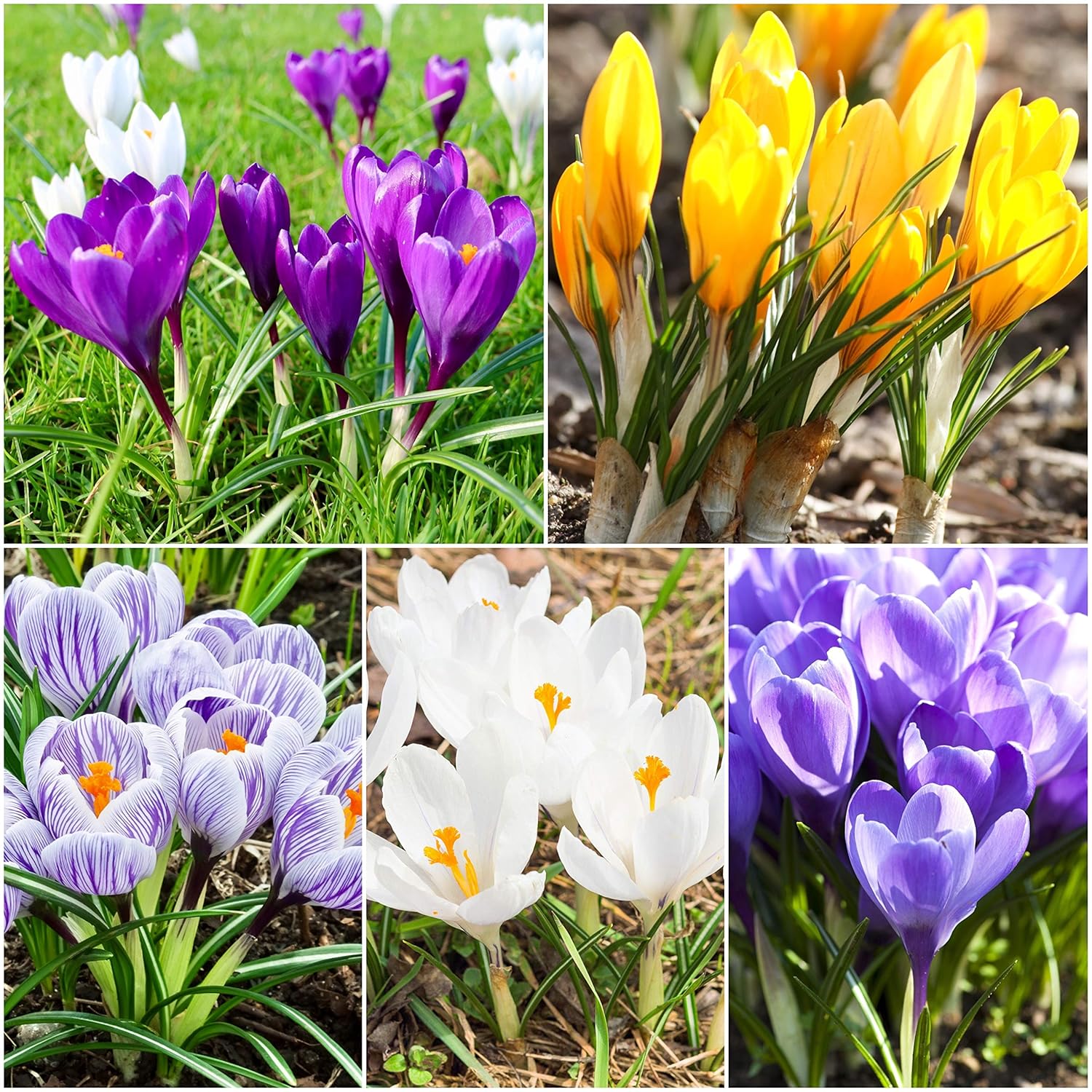 Woodland bulbs® 50 x Crocus Bulbs (Large Flowering Mixed) Spring