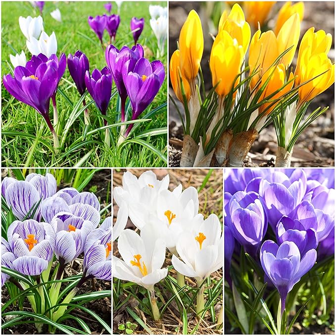 Woodland bulbs® 50 x Crocus Bulbs (Large Flowering Mixed) Spring