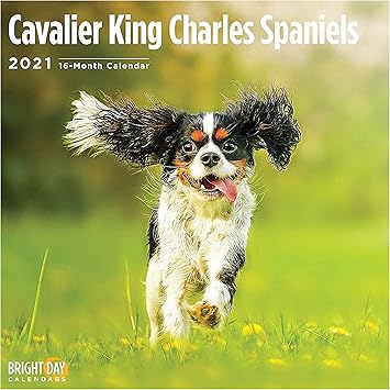 Amazon Com 2021 Cavalier King Charles Spaniels Wall Calendar By Bright Day 12 X 12 Inch Cute Dog Puppy Office Products cavalier king charles kalender 2021