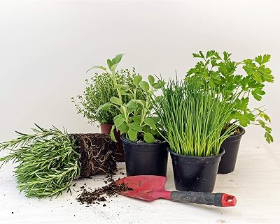 Andy's Aqua and Garden 6 Pack Mixed Herbs Plants 9cm Parsley Sage Rosemary