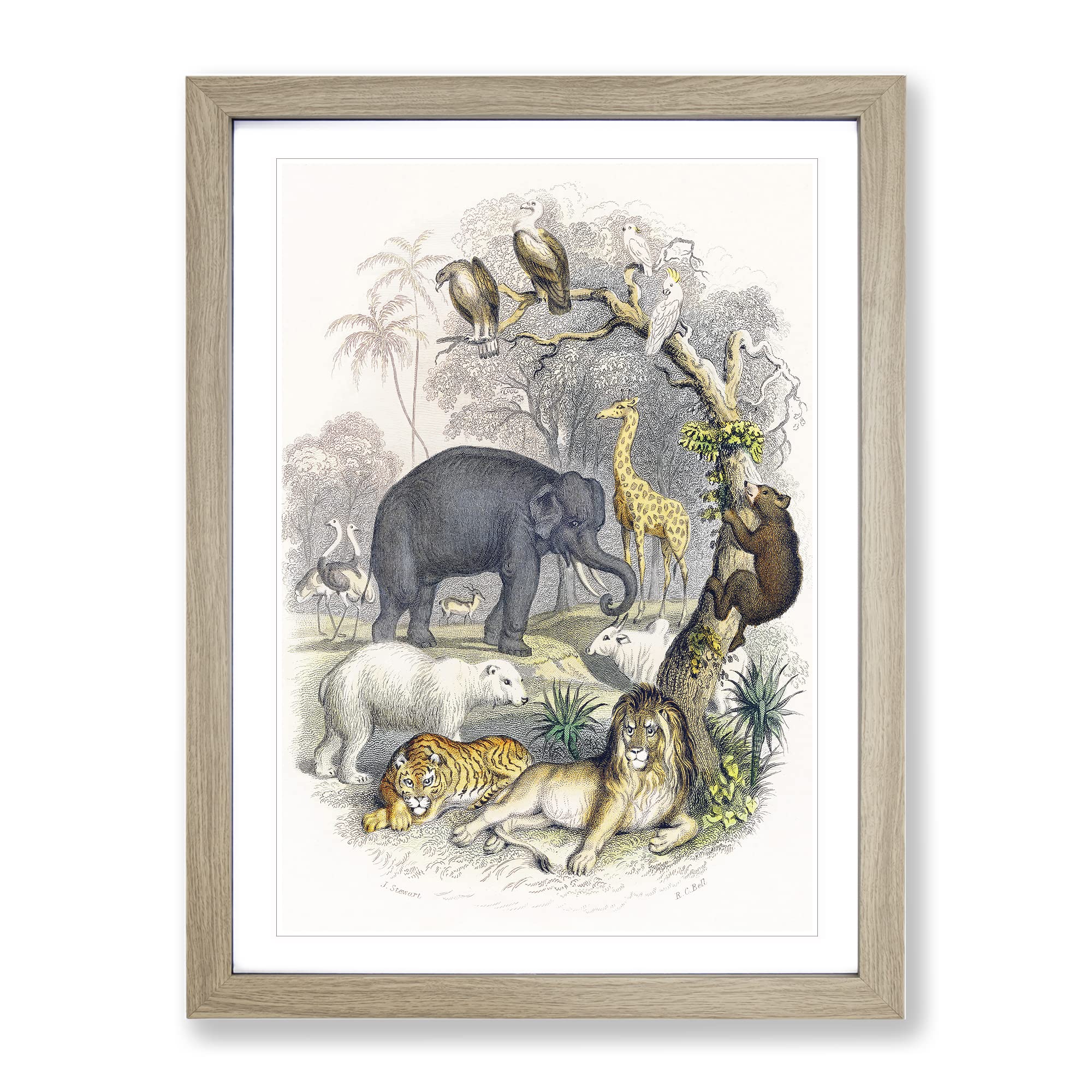 Animal Kingdom Illustration By Oliver Goldsmith Vintage Framed Wall Art Print, Ready to Hang Picture for Living Room Bedroom Home Office Décor, Oak A4 (34 x 25 cm)