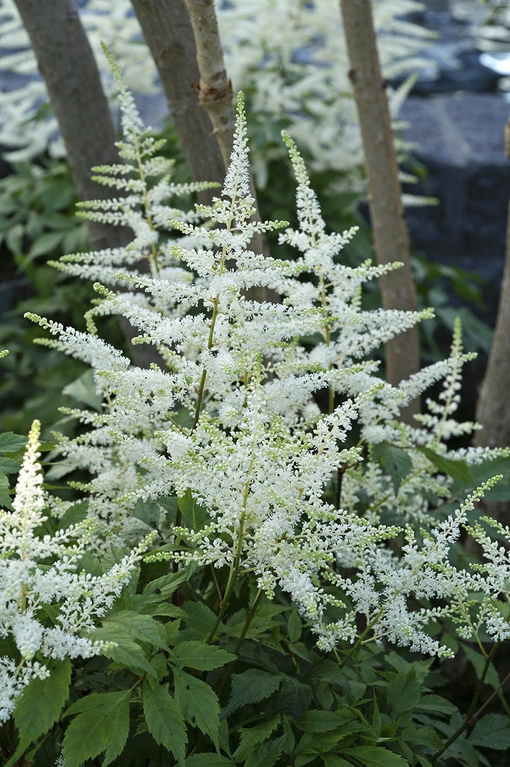 Gardening 2 False Spirea Size Container White Flowers Astilbe Arendsii Bridal Veil Perennial Patio Lawn Garden