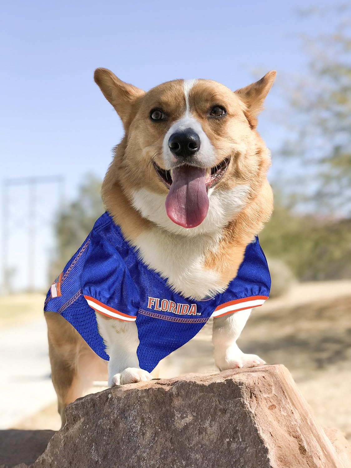 gators dog jersey