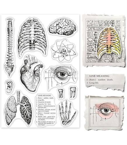 Amazon.com: P27 Human Vintage Anatomy Brain Rubber Stamp : Arts