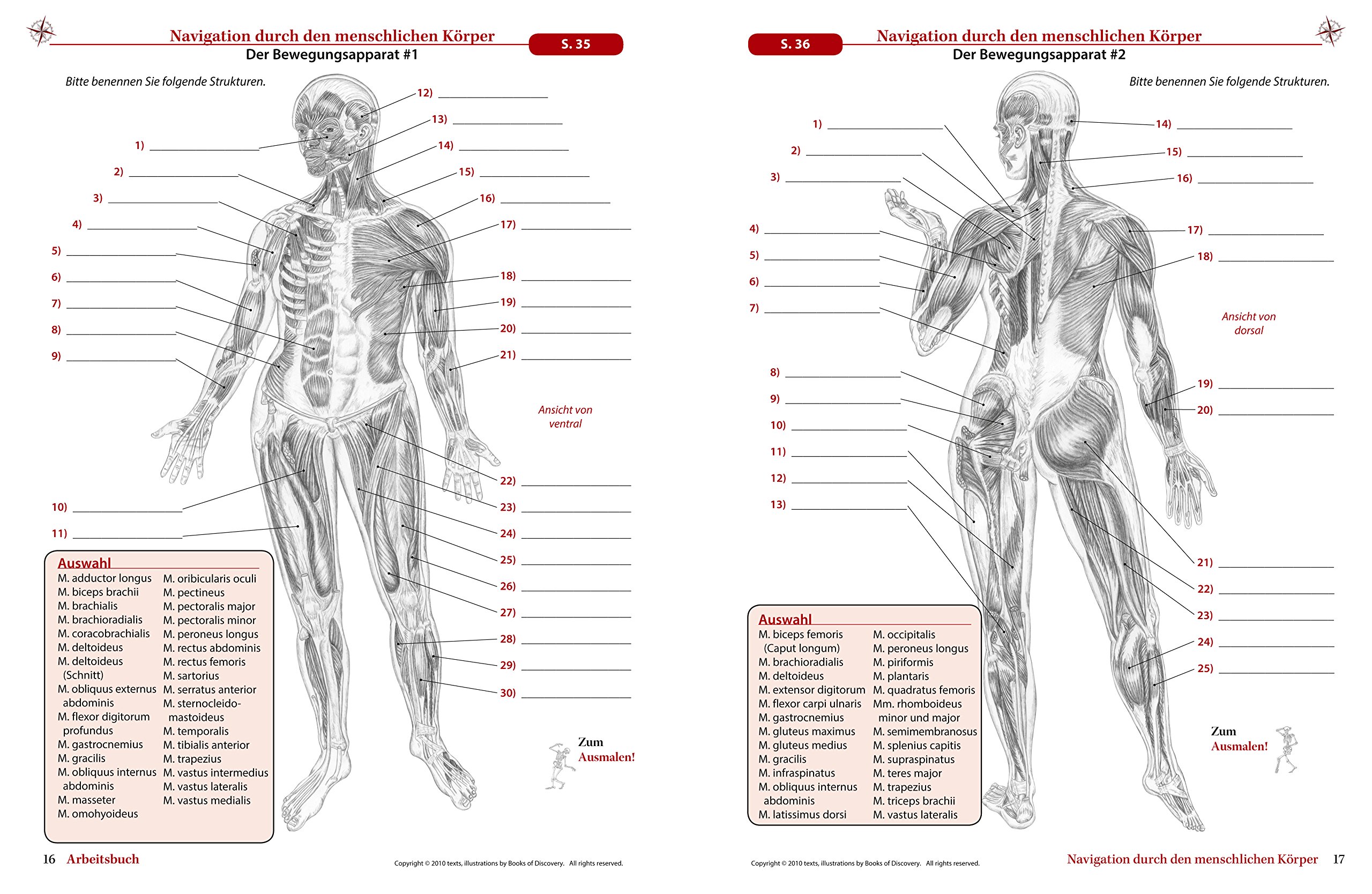 Anatomie Zum Ausmalen Vorlagen zum Ausmalen gratis Anatomie Zum Ausmalen Vorlagen zum Ausmalen gratis
