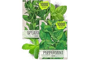 Seed Needs Mint Seeds for Planting Spearmint & Peppermint - Non-GMO Heirloom & Untreated Herb Seed to Plant an Indoor/Outdoor Culinary Medicinal Garden (Collection of 2 Packets)