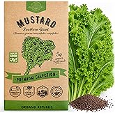 Organo Republic Mustard Southern Giant Seeds Pack 5 G - Over 3,950 Non-GMO Heirloom Mustard Seeds for Planting Greens in Individual Seed Packet, Greens Seeds for Planting Home Garden Indoor &amp; Outdoor