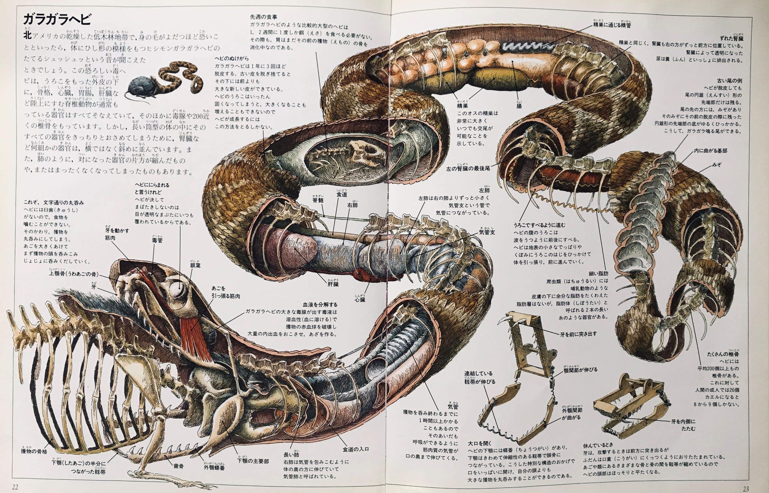 動物の体内をさぐる 驚異の大断面 スティーブ パーカー Parker Steve Dewan Ted 知津子 佐藤 本 通販 Amazon