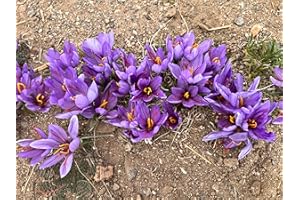 SHES ROOTED HOME She's Rooted Home One Dozen Gourmet Saffron Bulbs | Saffron Spice | Worlds Most Expensive Spice | Saffron Flowers
