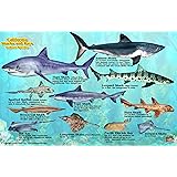 California Sharks & Rays Waterproof Fish Card