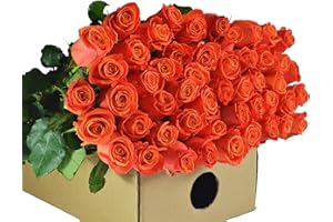 Blooms2Door PRIME NEXT DAY DELIVERY - Fall Collection - -25 Orange Roses (Farm-Fresh - 50cm). Gift for Birthday, Sympathy, Anniversary, Get Well, Thank You, Valentine, Mother’s Day Fresh Flowers