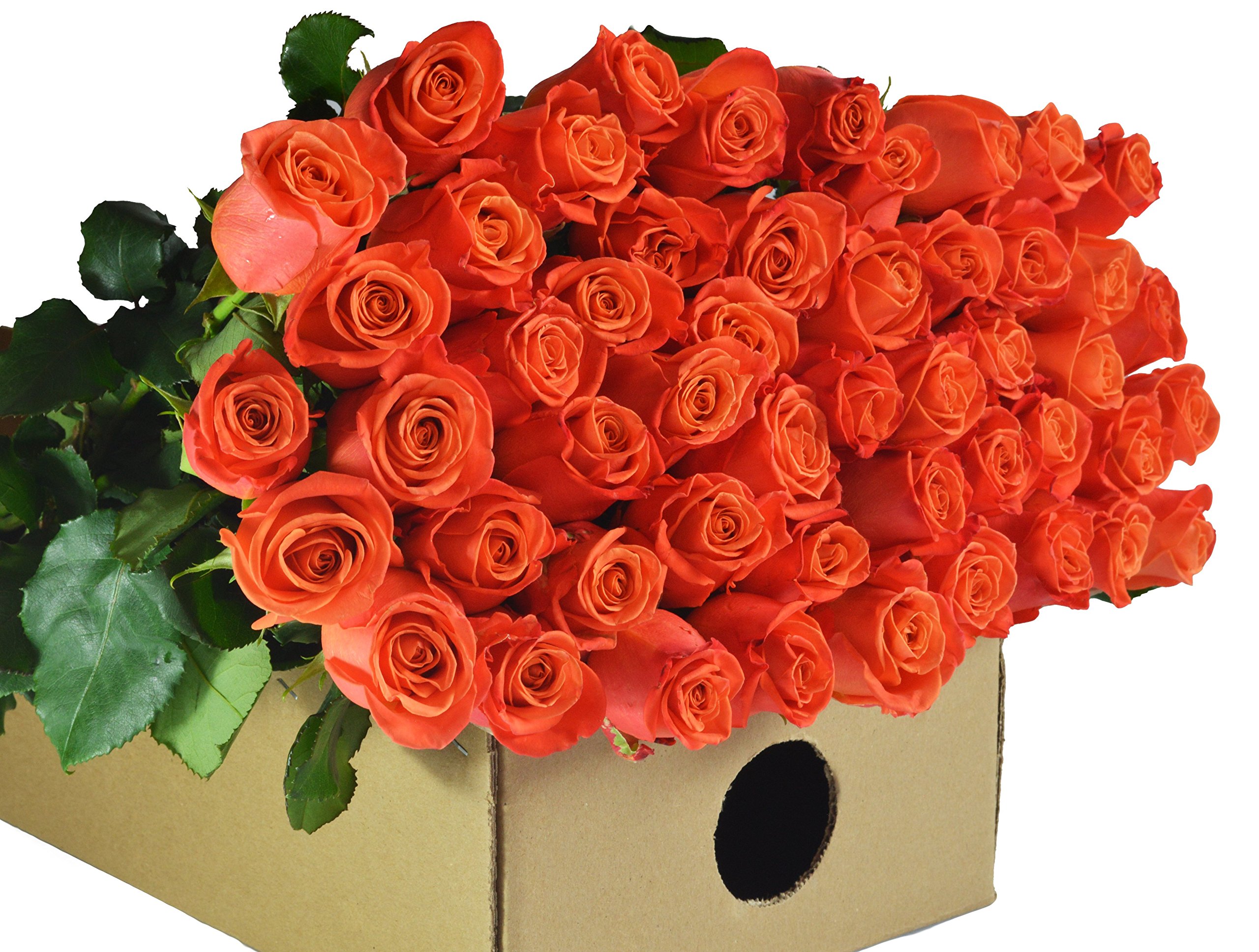 Blooms2Door – 100 Orange Roses (Long Stem – 50cm) – Wholesale Fresh Flowers – Fresh Flowers for Birthday, Valentine’s & Mother’s Day