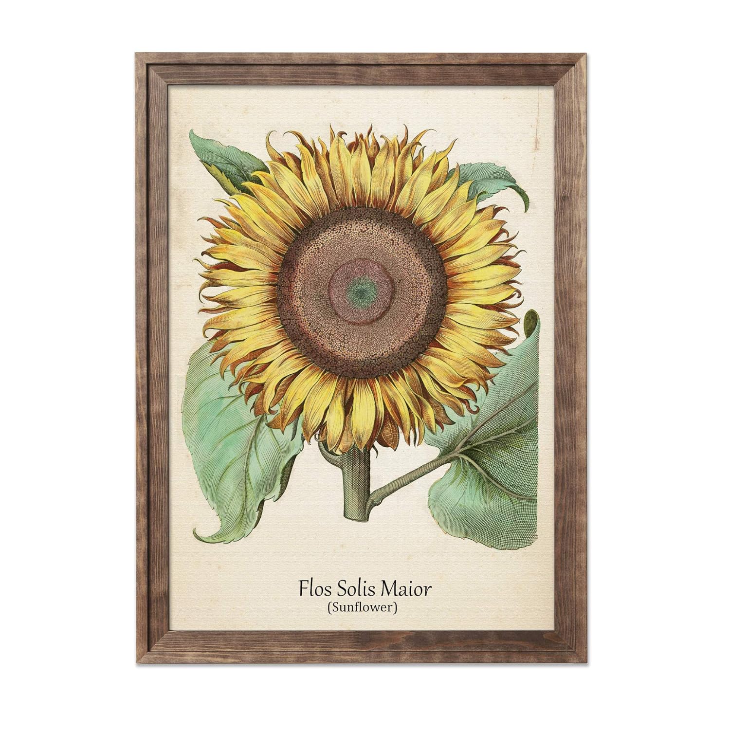 Antique Botanical Print Botanical Art Prints Vegetable Art Wall Art Botanical Poster Kitchen Art Print Antique Wall Art Home Decor Wall Art Prints Art Collectibles