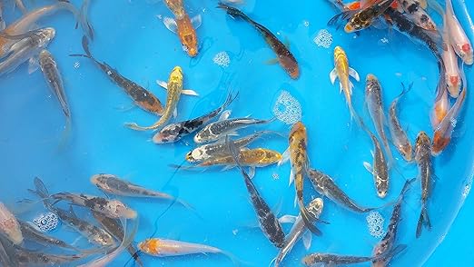 pond fish for sale