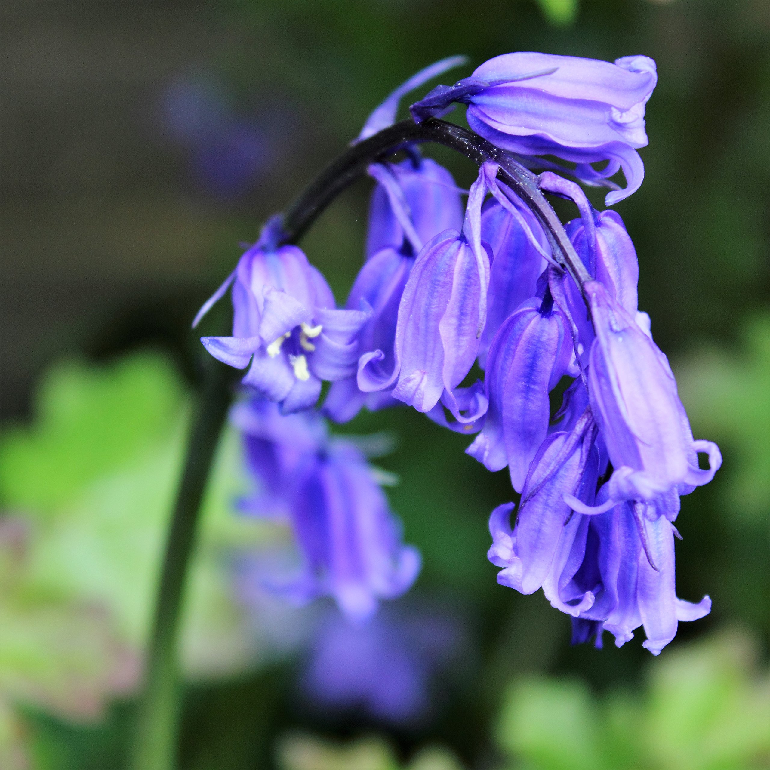 Cultivated English Bluebells x 10 Flower Bulbs Size 6/7 Traditional Spring Flowers. Easy to Grow.