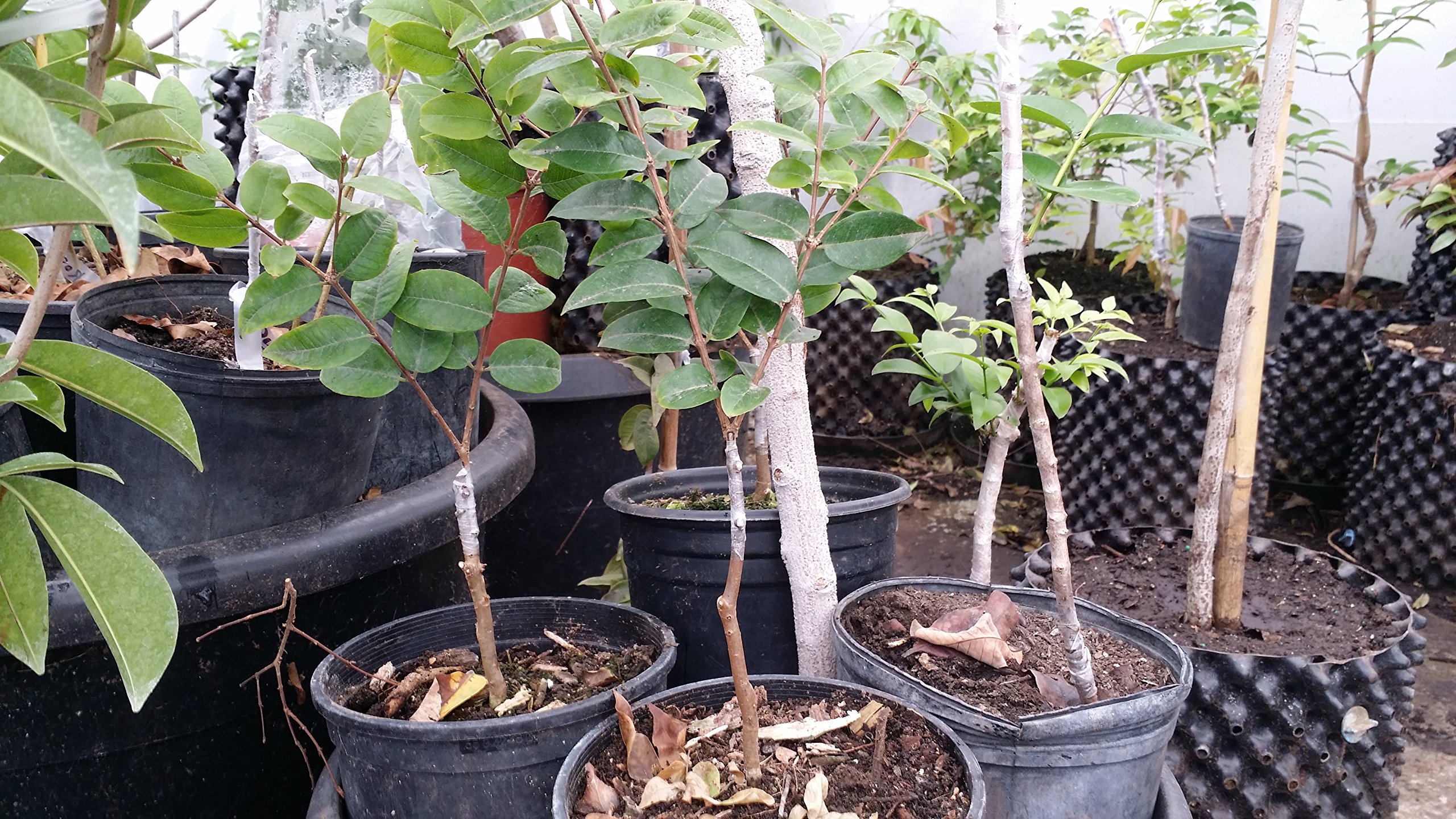 Buddy Tape by Aglis for Grafting Budding 1" Perforated Roll Zen Garden