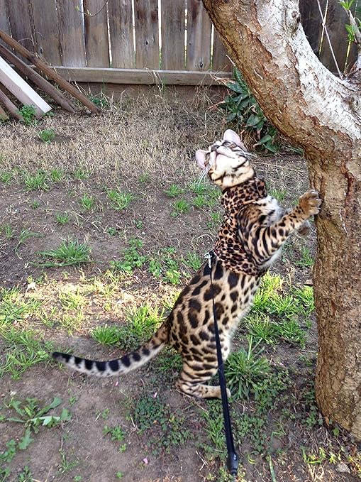 best cat harness for bengals