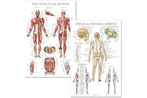 Palace Learning Muscular System & Spinal Nerves Anatomical Poster Set - Laminated - 2 Poster Set - Muscle and Spinal Nerves A