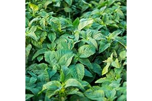 PINKDOSE Jamaican CALLALOO,(500 Seeds) amaranth, Used in,West Indian & Asian Cuisines