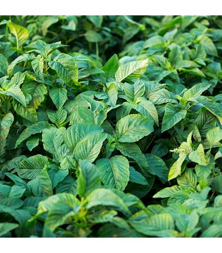 My Little Potted Garden: Chinese Spinach (Amaranth