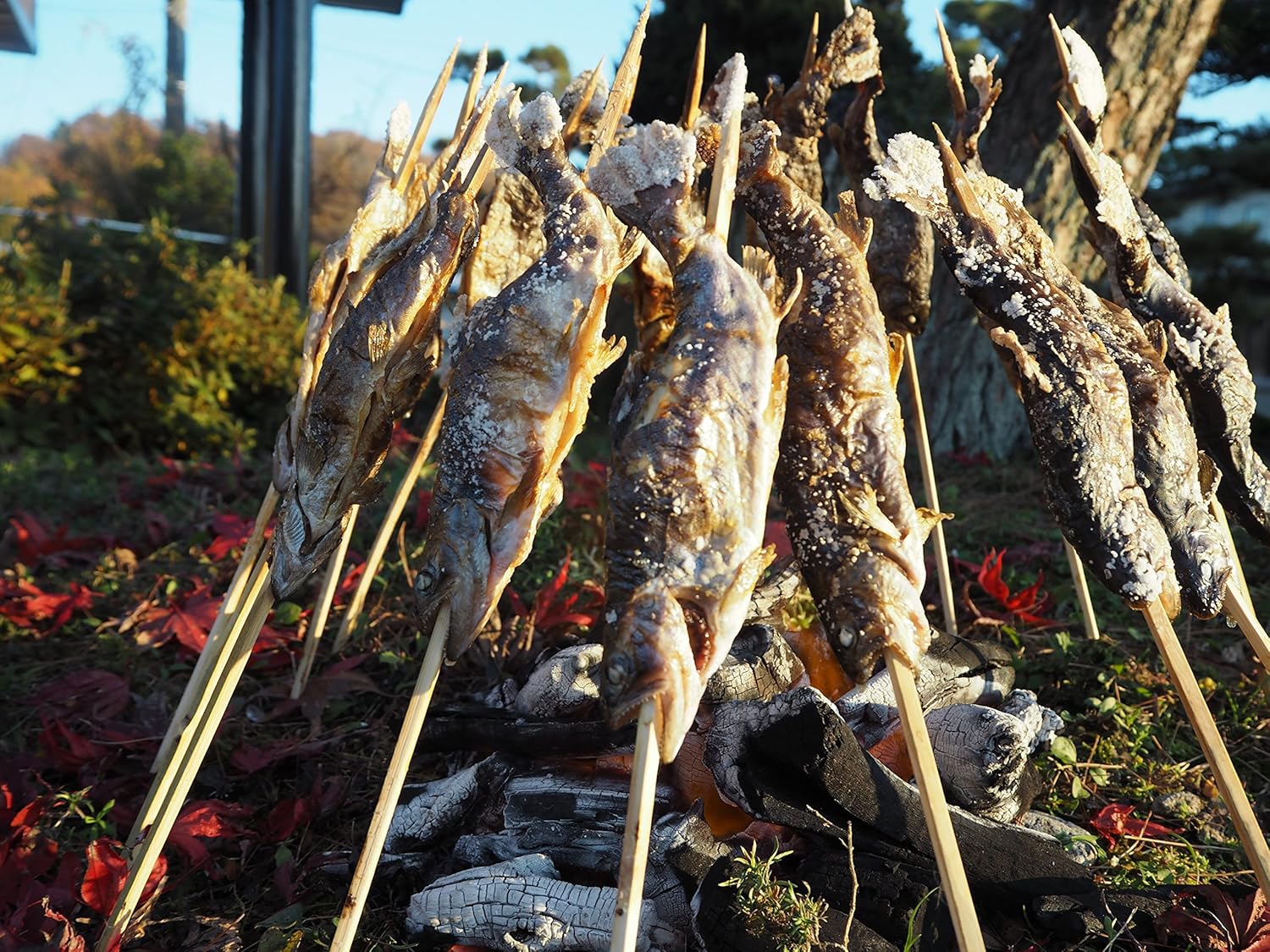 Amazon 竹串 魚串 バーベキュー用 長さ45 太さ5mm 100本入り 魚沼 高野養魚場 クッキングツール