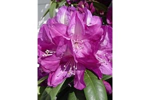 Green Promise Farms Rhododendron `Minnetonka` Evergreen, 3 Size Container, Pale Lavender Flowers