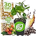 Coffee Live Plant - Coffea Arabica - Wellspring Gardens Starter Plant - Great for Gardeners & Coffee Lovers - Shrub Tree for Home Garden & Yard - Grow Your Own Coffee Beans - for Indoor or Outdoor