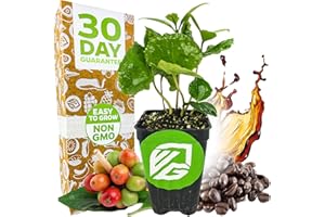 Coffee Live Plant - Coffea Arabica - Wellspring Gardens Starter Plant - Great for Gardeners & Coffee Lovers - Shrub Tree for Home Garden & Yard - Grow Your Own Coffee Beans - for Indoor or Outdoor
