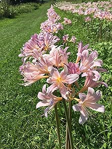 Amazon.com : 3 Bareroot Pink Spider Lily/ Surprise Lily/ Naked Lady