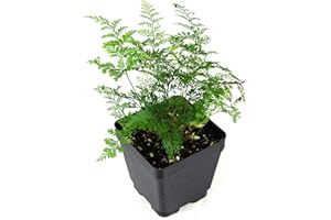 JOSH'S FROGS Sprig & Stone Davallia trichomanoides 'Black Rabbit's Foot Fern'