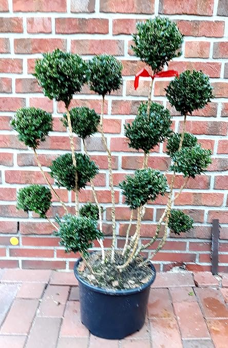 Buchsbaum Bonsai Buxus Pompon Hohe 110 120 Cm Formpflanze Dunger Amazon De Garten
