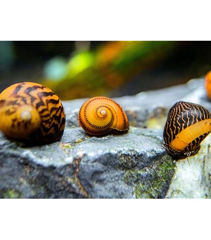 Amazon.com : Aquatic Arts 5 Red and 5 Gold Racer Nerite Snail
