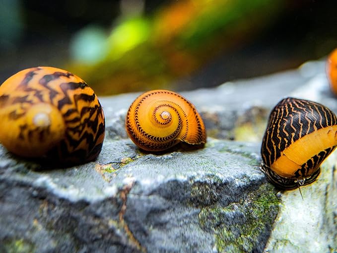 Aquatic Arts 20 Gold Racer Nerite Snails Freshwater Aquarium aquatic arts 20 gold racer nerite snails freshwater aquarium algae eater real living nano fish tank pet glass cleaning snail natural decor